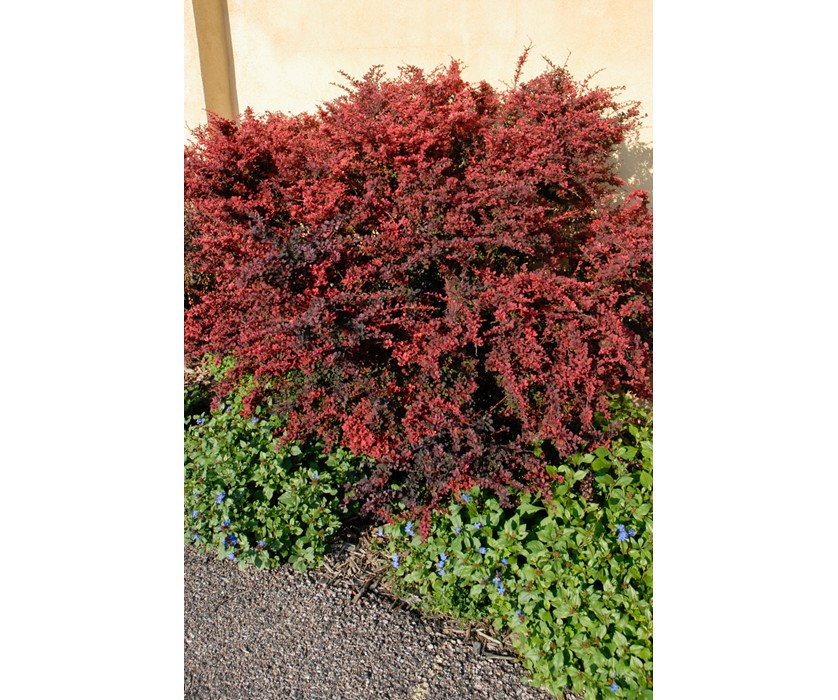 Rose Glow Japanese Barberry